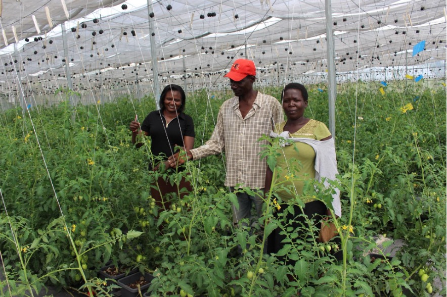 Small-scale producers in tomato greenhouse.