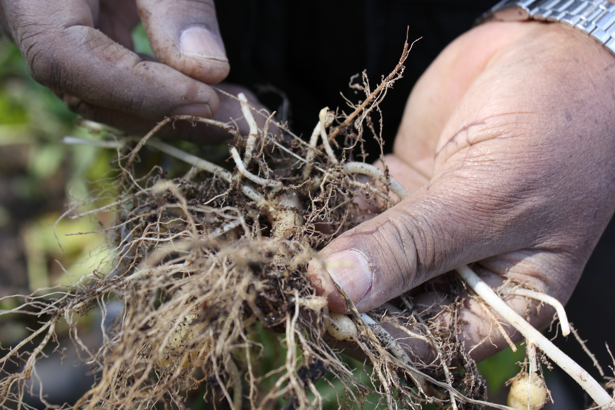 Close-up on hands holding potato roots with cyst nematode visible, from a field in Guatemala 