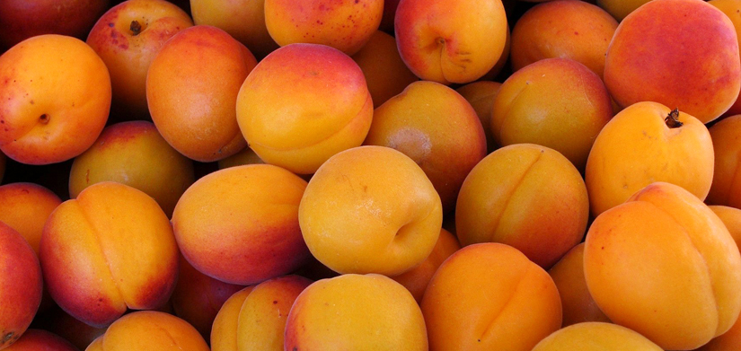 Many apricots