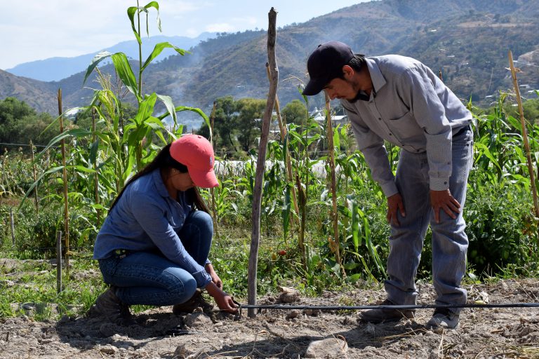 youth technicians install drip irrigation in front of a corn field