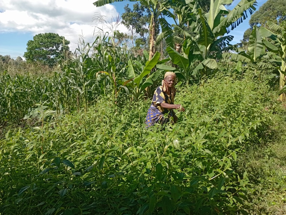 Woman smallholder farmer in the garden