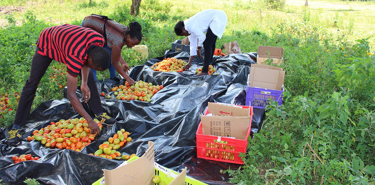 Sorting and grading of harvested tomatoes in Kajiado County.